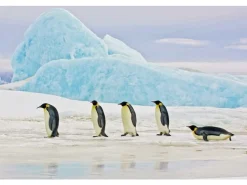 Signal Obrazy*Obraz Penguins